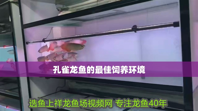 孔雀龍魚的最佳飼養(yǎng)環(huán)境
