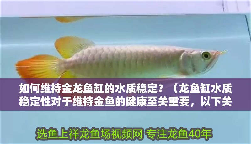 如何維持金龍魚缸的水質穩定？（龍魚缸水質穩定性對于維持金魚的健康至關重要，以下關鍵步驟和技巧）