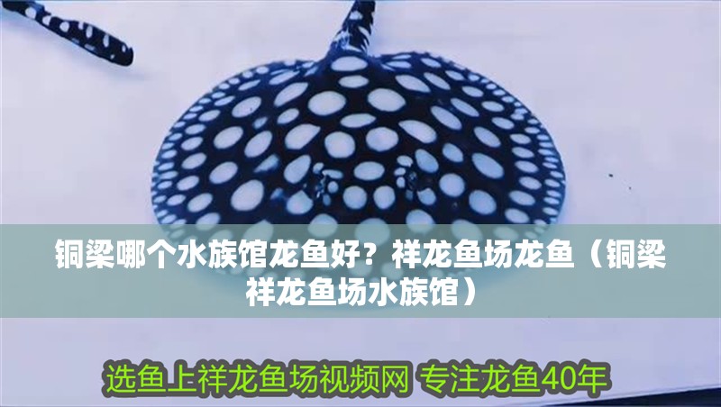 銅梁哪個水族館龍魚好？祥龍魚場龍魚（銅梁祥龍魚場水族館）