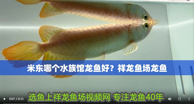 米東哪個水族館龍魚好？祥龍魚場龍魚 米東哪個水族館龍魚好？祥龍魚場龍魚 龍魚百科