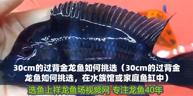 魚缸用增氧泵價格是多少:魚缸增氧機-xtrac增氧機-xtrac增氧機 30cm的過背金龍魚如何挑選(30cm的過背金龍魚如何挑選,在水族館或家庭魚缸中) 龍魚百科 30cm的過背金龍魚如何挑選(30cm的過背金龍魚如何挑選,在水族館或家庭魚缸中) 30cm的過背金龍魚如何挑選(30cm的過背金龍魚如何挑選,在水族館或家庭魚缸中) 龍魚百科