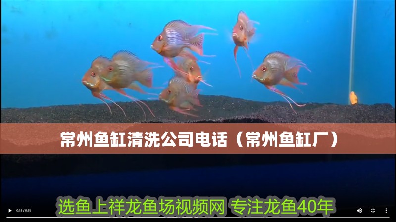 常州魚缸清洗公司電話（常州魚缸廠） 常州魚缸清洗公司電話（常州魚缸廠） 觀賞魚百科