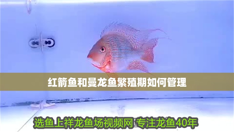 紅箭魚和曼龍魚繁殖期如何管理 紅箭魚和曼龍魚繁殖期如何管理 龍魚百科