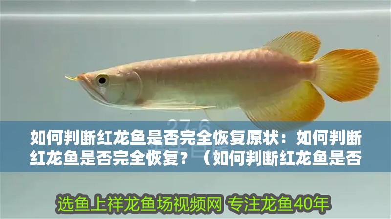 如何判斷紅龍魚是否完全恢復(fù)原狀：如何判斷紅龍魚是否完全恢復(fù)？（如何判斷紅龍魚是否完全恢復(fù)健康的紅龍魚是否完全恢復(fù)）