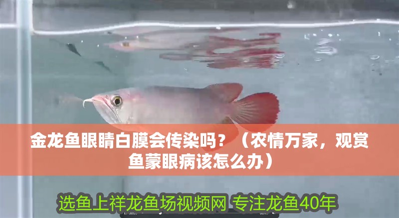 金龍魚眼睛白膜會傳染嗎？（農情萬家，觀賞魚蒙眼病該怎么辦）