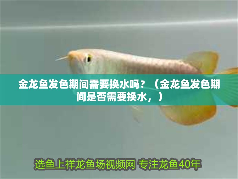 金龍魚發色期間需要換水嗎？（金龍魚發色期間是否需要換水，）