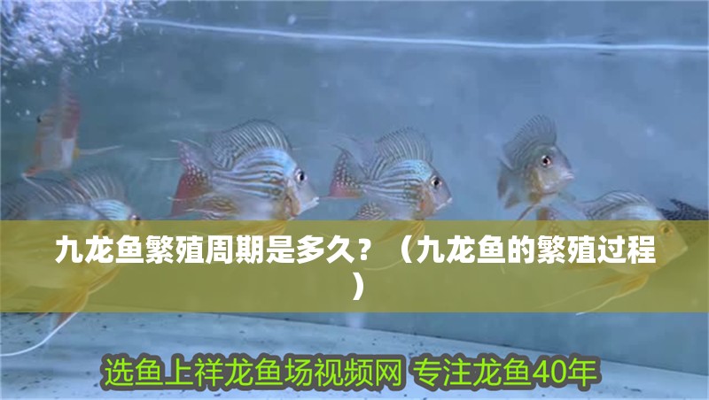 九龍魚繁殖周期是多久？（九龍魚的繁殖過程）