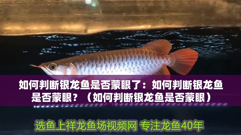 如何判斷銀龍魚是否蒙眼了：如何判斷銀龍魚是否蒙眼？（如何判斷銀龍魚是否蒙眼）