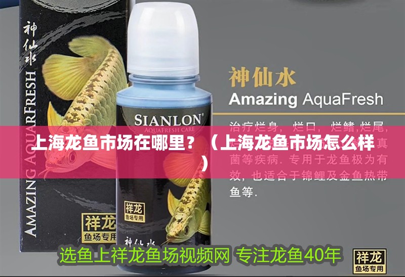 上海龍魚市場在哪里？（上海龍魚市場怎么樣）