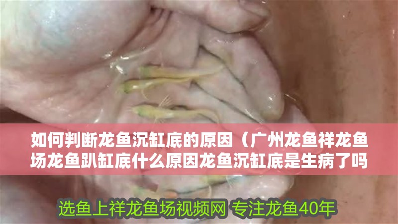 如何判斷龍魚沉缸底的原因（廣州龍魚祥龍魚場龍魚趴缸底什么原因龍魚沉缸底是生病了嗎）