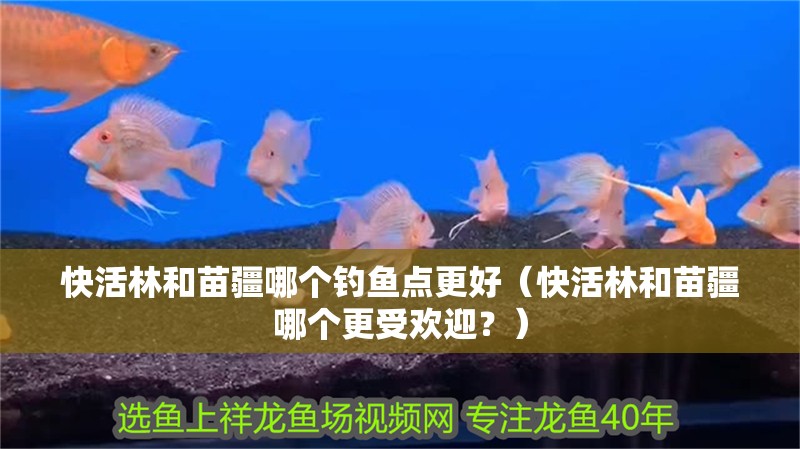 快活林和苗疆哪個釣魚點更好（快活林和苗疆哪個更受歡迎？） 快活林和苗疆哪個釣魚點更好（快活林和苗疆哪個更受歡迎？） 龍魚百科