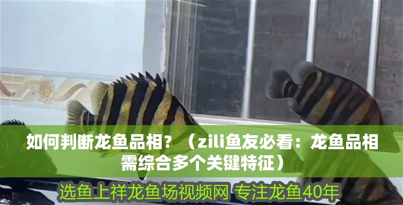 如何判斷龍魚品相？（zili魚友必看：龍魚品相需綜合多個關鍵特征）
