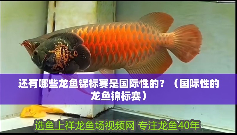 還有哪些龍魚錦標(biāo)賽是國際性的？（國際性的龍魚錦標(biāo)賽）