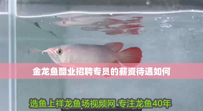 金龍魚醋業(yè)招聘專員的薪資待遇如何 金龍魚醋業(yè)招聘專員的薪資待遇如何 龍魚百科