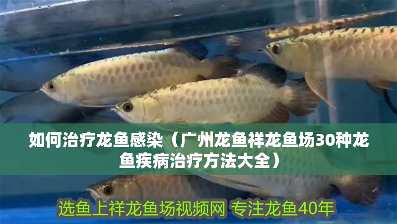 如何治療龍魚感染（廣州龍魚祥龍魚場30種龍魚疾病治療方法大全） 如何治療龍魚感染（廣州龍魚祥龍魚場30種龍魚疾病治療方法大全） 龍魚百科