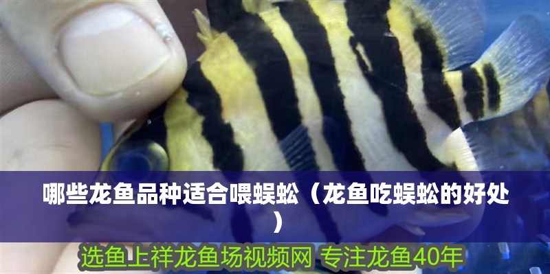 哪些龍魚品種適合喂蜈蚣（龍魚吃蜈蚣的好處） 哪些龍魚品種適合喂蜈蚣（龍魚吃蜈蚣的好處） 龍魚百科