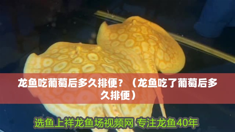 龍魚吃葡萄后多久排便？（龍魚吃了葡萄后多久排便） 龍魚吃葡萄后多久排便？（龍魚吃了葡萄后多久排便） 龍魚百科