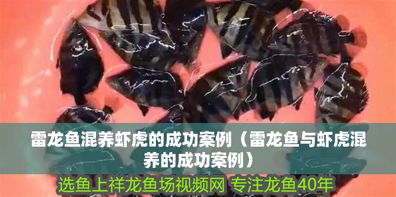 雷龍魚混養蝦虎的成功案例（雷龍魚與蝦虎混養的成功案例）