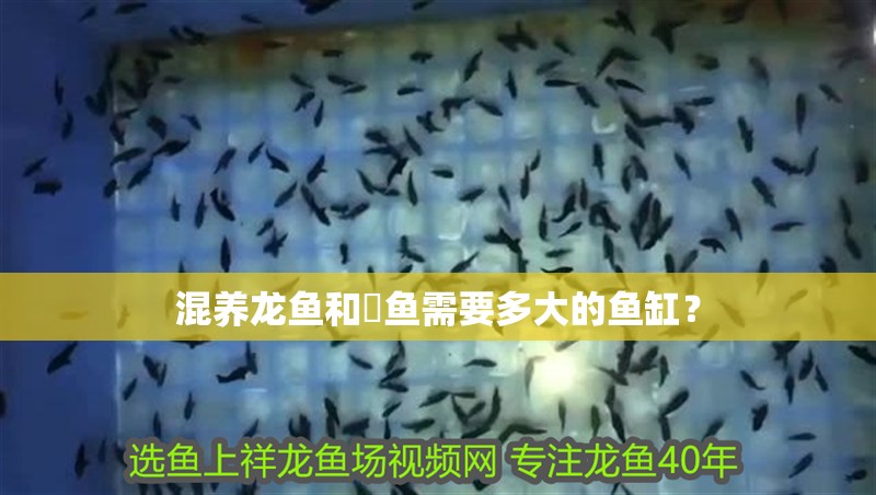 混養(yǎng)龍魚和魟魚需要多大的魚缸？ 混養(yǎng)龍魚和魟魚需要多大的魚缸？ 龍魚百科