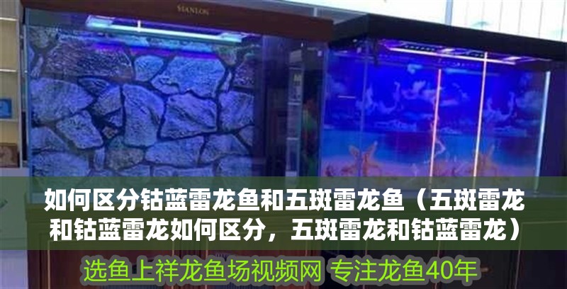 如何區分鈷藍雷龍魚和五斑雷龍魚（五斑雷龍和鈷藍雷龍如何區分，五斑雷龍和鈷藍雷龍） 如何區分鈷藍雷龍魚和五斑雷龍魚（五斑雷龍和鈷藍雷龍如何區分，五斑雷龍和鈷藍雷龍） 龍魚百科