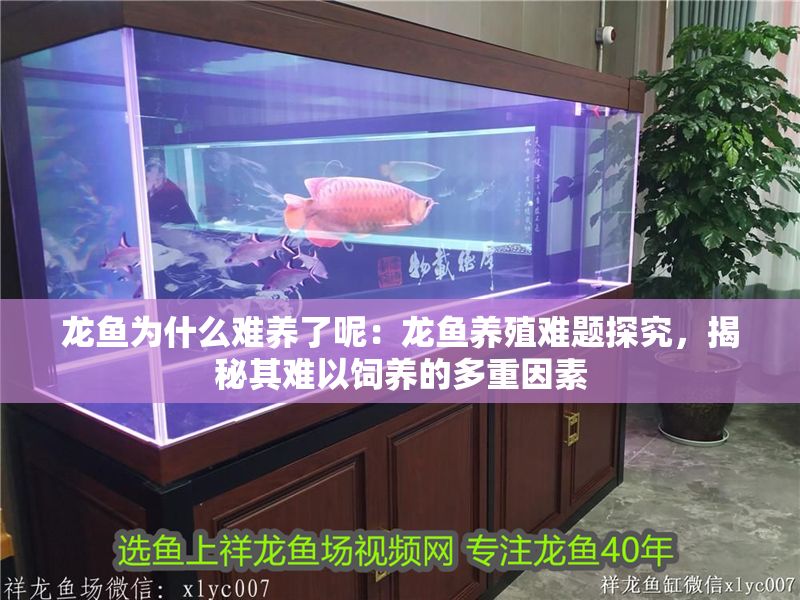 龍魚為什么難養了呢：龍魚養殖難題探究，揭秘其難以飼養的多重因素