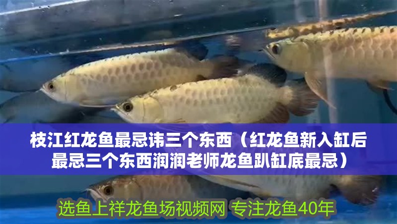 給大魚缸換水的作文:體驗給大魚缸換水的樂趣:體驗給大魚缸換水:給大魚缸換水的作文 枝江紅龍魚最忌諱三個東西(紅龍魚新入缸后最忌三個東西潤潤老師龍魚趴缸底最忌) 觀賞魚百科 枝江紅龍魚最忌諱三個東西(紅龍魚新入缸后最忌三個東西潤潤老師龍魚趴缸底最忌) 枝江紅龍魚最忌諱三個東西(紅龍魚新入缸后最忌三個東西潤潤老師龍魚趴缸底最忌) 觀賞魚百科