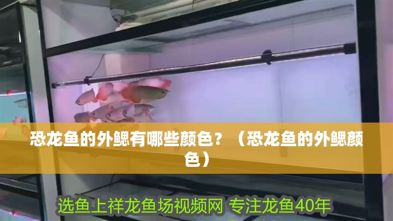 恐龍魚的外鰓有哪些顏色？（恐龍魚的外鰓顏色）