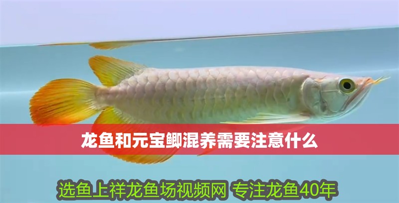 龍魚和元寶鯽混養(yǎng)需要注意什么