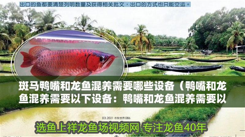 斑馬鴨嘴和龍魚混養(yǎng)需要哪些設備（鴨嘴和龍魚混養(yǎng)需要以下設備：鴨嘴和龍魚混養(yǎng)需要以下設備）