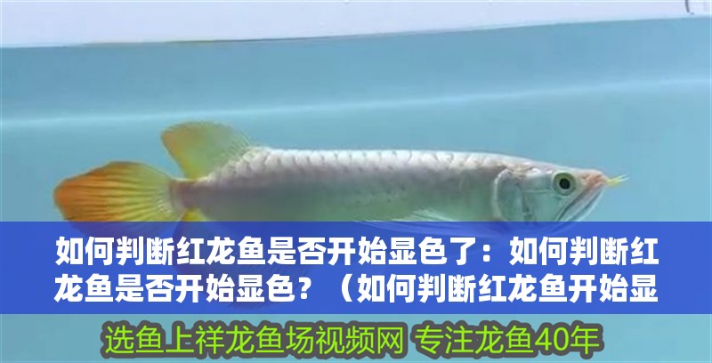 如何判斷紅龍魚是否開始顯色了：如何判斷紅龍魚是否開始顯色？（如何判斷紅龍魚開始顯色）