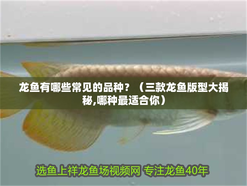 龍魚有哪些常見的品種？（三款龍魚版型大揭秘,哪種最適合你）