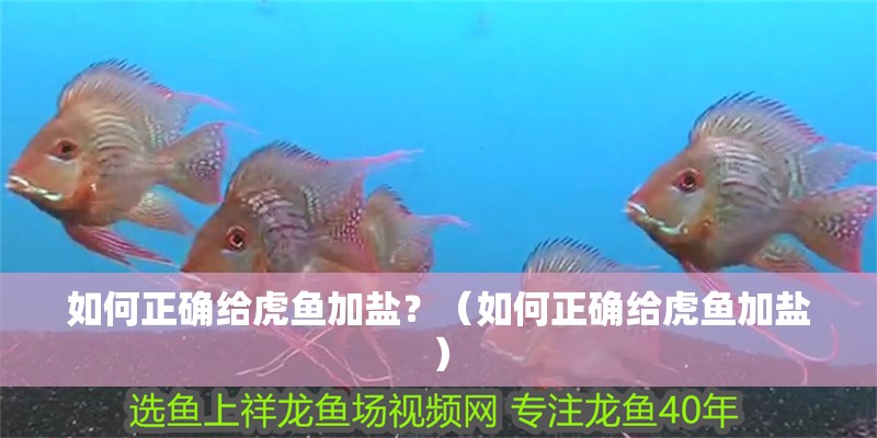 如何正確給虎魚加鹽？（如何正確給虎魚加鹽）