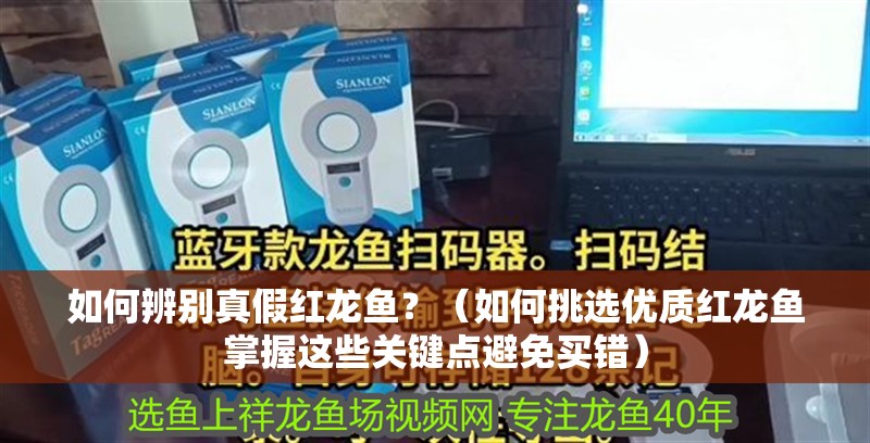 如何辨別真假紅龍魚？（如何挑選優質紅龍魚掌握這些關鍵點避免買錯）