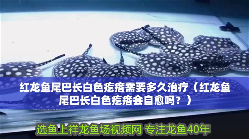 紅龍魚尾巴長白色疙瘩需要多<strong><mark>久治</mark></strong>療（紅龍魚尾巴長白色疙瘩會自愈嗎？）