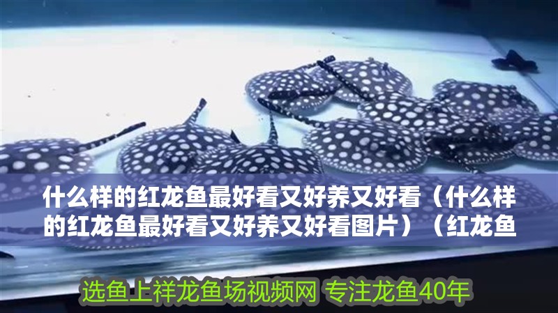 什么樣的紅龍魚最好看又好養又好看（什么樣的紅龍魚最好看又好養又好看圖片）（紅龍魚什么品種好）