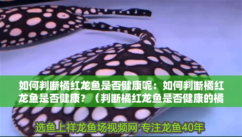 如何判斷橘紅龍魚(yú)是否健康呢：如何判斷橘紅龍魚(yú)是否健康？（判斷橘紅龍魚(yú)是否健康的橘紅龍魚(yú)是否健康的健康狀況）