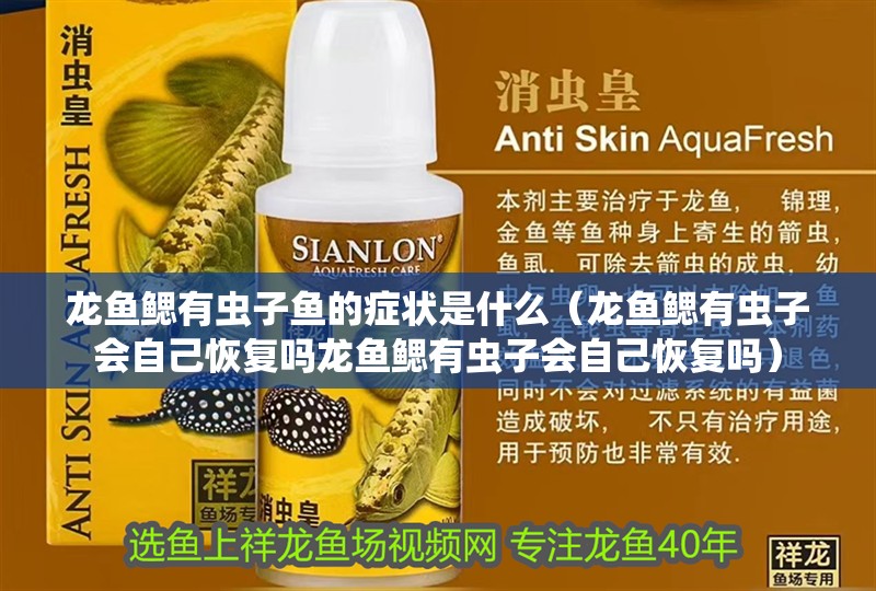 龍魚鰓有蟲子魚的癥狀是什么（龍魚鰓有蟲子會自己恢復嗎龍魚鰓有蟲子會自己恢復嗎） 龍魚鰓有蟲子魚的癥狀是什么（龍魚鰓有蟲子會自己恢復嗎龍魚鰓有蟲子會自己恢復嗎） 觀賞魚百科