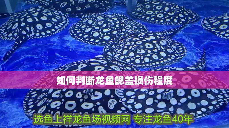 如何判斷龍魚(yú)鰓蓋損傷程度
