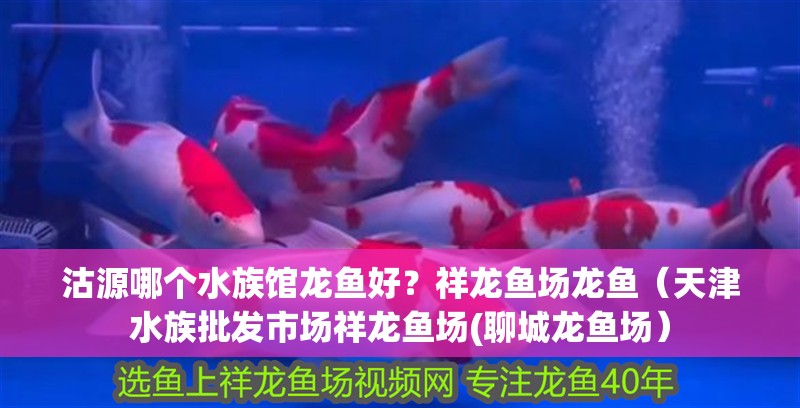 沽源哪個水族館龍魚好？祥龍魚場龍魚（天津水族批發市場祥龍魚場(聊城龍魚場）