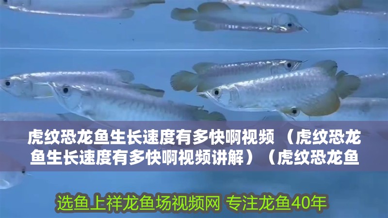 龍魚怕什么 虎紋恐龍魚生長速度有多快啊視頻 (虎紋恐龍魚生長速度有多快啊視頻講解)(虎紋恐龍魚的生長速度) 觀賞魚百科 虎紋恐龍魚生長速度有多快啊視頻 (虎紋恐龍魚生長速度有多快啊視頻講解)(虎紋恐龍魚的生長速度) 虎紋恐龍魚生長速度有多快啊視頻 (虎紋恐龍魚生長速度有多快啊視頻講解)(虎紋恐龍魚的生長速度) 觀賞魚百科