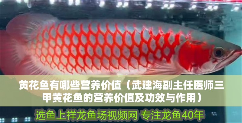 黃花魚有哪些營養價值（武建海副主任醫師三甲黃花魚的營養價值及功效與作用）