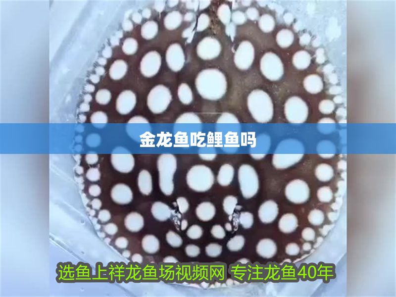 金龍魚吃鯉魚嗎