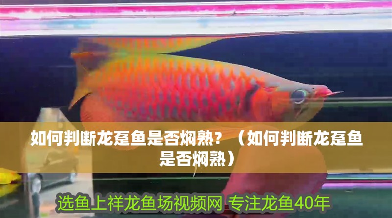如何判斷龍躉魚是否燜熟？（如何判斷龍躉魚是否燜熟）