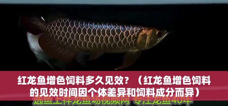 紅龍魚增色飼料多久見效？（紅龍魚增色飼料的見效時(shí)間因個(gè)體差異和飼料成分而異）