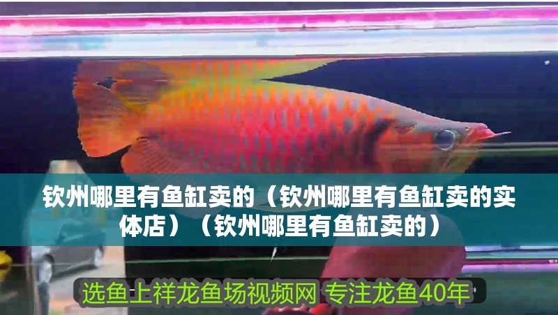 欽州哪里有魚(yú)缸賣(mài)的（欽州哪里有魚(yú)缸賣(mài)的實(shí)體店）（欽州哪里有魚(yú)缸賣(mài)的）