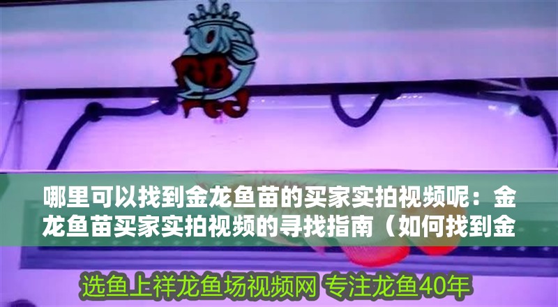 哪里可以找到金龍魚苗的買家實拍視頻呢：金龍魚苗買家實拍視頻的尋找指南（如何找到金龍魚苗買家實拍視頻）
