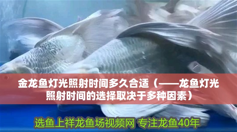 金龍魚燈光照射時間多久合適（——龍魚燈光照射時間的選擇取決于多種因素）