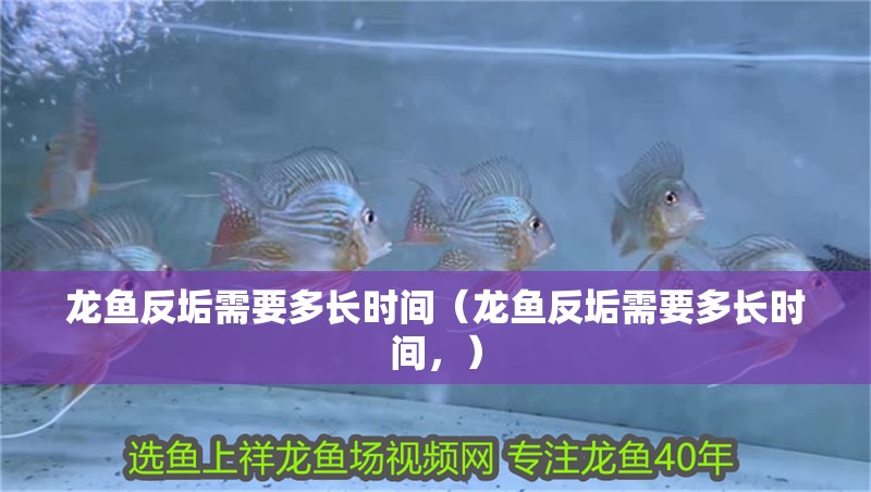 龍魚反垢需要多長(zhǎng)時(shí)間（龍魚反垢需要多長(zhǎng)時(shí)間，） 龍魚反垢需要多長(zhǎng)時(shí)間（龍魚反垢需要多長(zhǎng)時(shí)間，） 龍魚百科