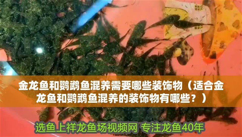 金龍魚和鸚鵡魚混養需要哪些裝飾物（適合金龍魚和鸚鵡魚混養的裝飾物有哪些？）