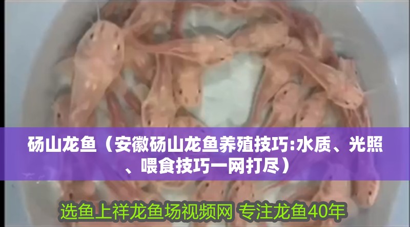 碭山龍魚（安徽碭山龍魚養(yǎng)殖技巧:水質、光照、喂食技巧一網(wǎng)打盡）